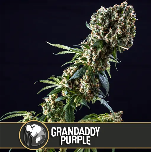 BlimBurn Seeds Grandaddy Purple feminizovaná semena