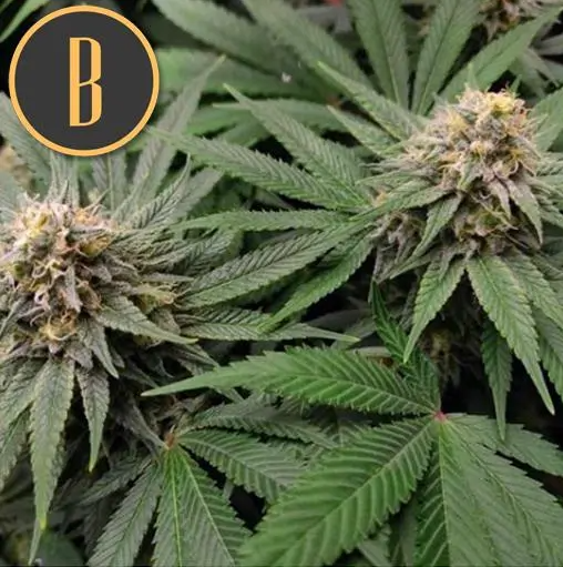 Blimburn Seeds Gorilla G4 feminizovaná semena, 6 ks