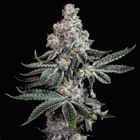 Ethos Genetics Grandpas Cookies R2V1 feminizovaná semena