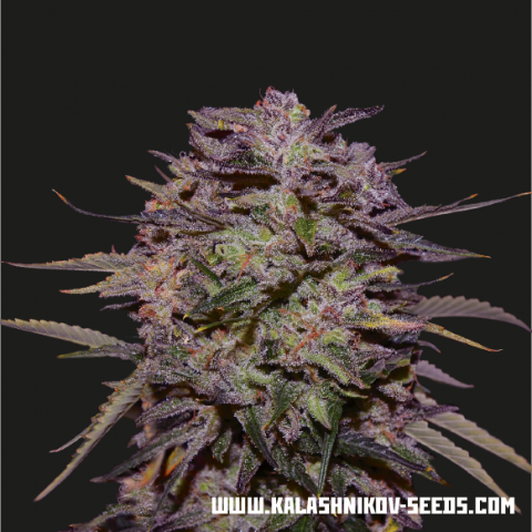 Kalashnikov Seeds Purple Russian Express feminizovaná semena