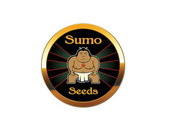 Sumo Seeds Old Afghani regulérní semena