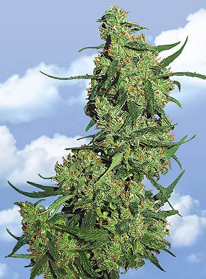 Flying Dutchmen Nepal Kush feminizovaná semena
