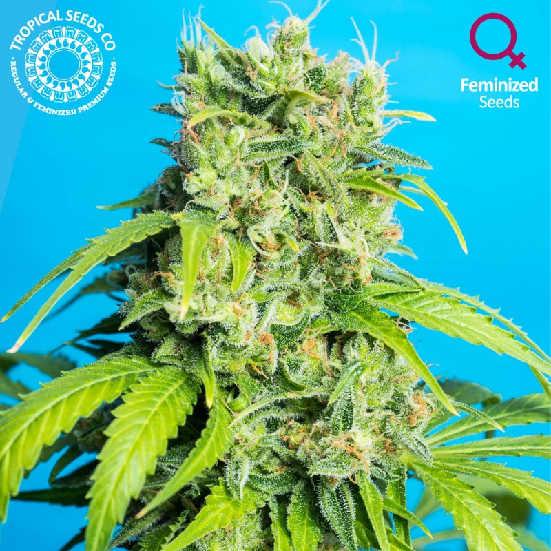 Tropical Seeds Heaven's Gate CBD feminizovaná semena