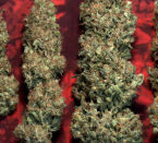 Mandala Seeds Satori regulérní semena