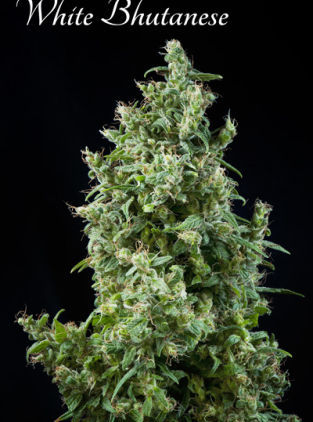 Mandala Seeds White Bhutanese feminizovaná semena