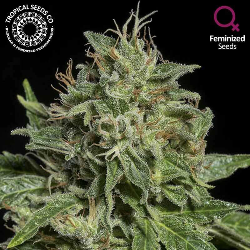 Tropical Seeds Purple Nurple feminizovaná semena