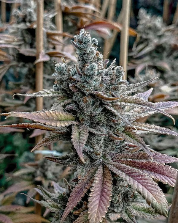 Solfire Gardens Lemon Elixir feminizovaná semena