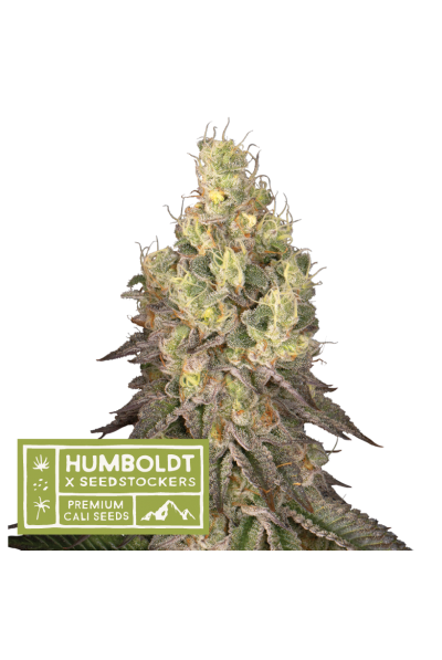 Seedstockers x Humboldt Mack and Crack regulérní semena, 10 ks