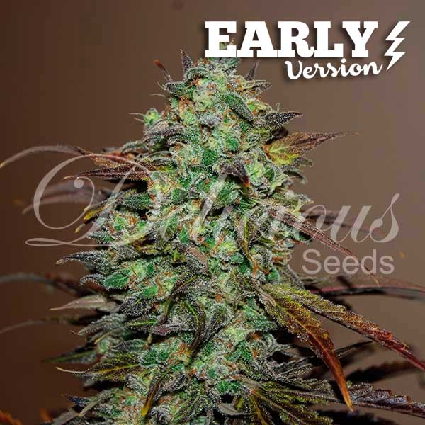 Delicious Seeds Eleven Roses Early Version feminizovaná semena