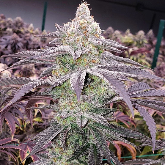 Ethos Genetics Colin OG Rbx feminizovaná semena