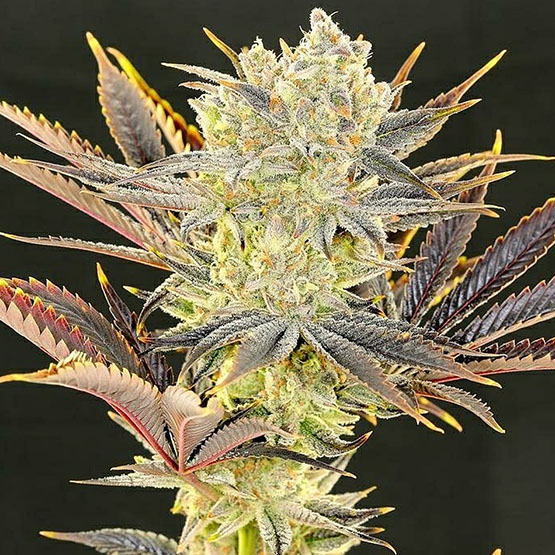 Ethos Genetics Citradelic Sunset feminizovaná semena