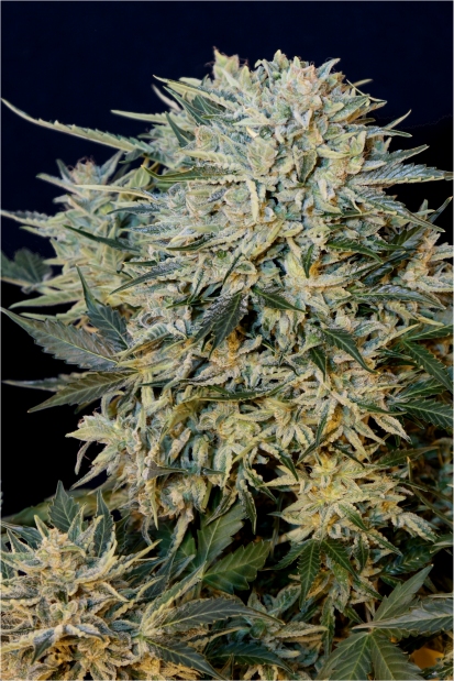 Grass-O-Matic Sugar GOM Auto feminizovaná semena