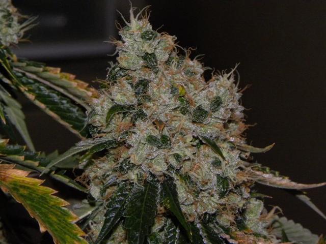Cali Connection Chem 91 feminizovaná semena