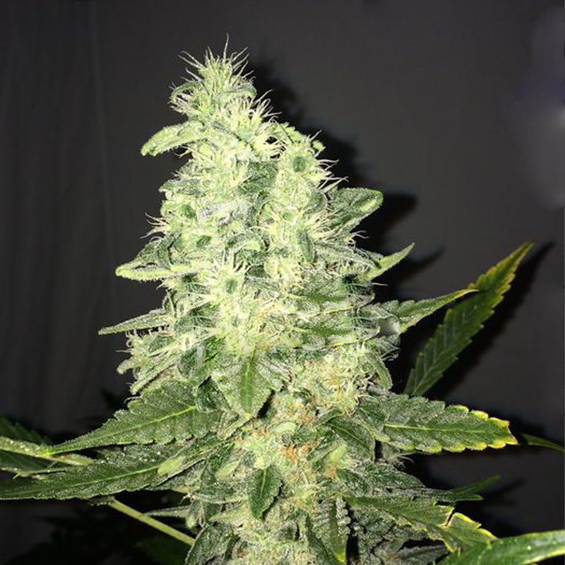 Nirvana Seeds Supreme CBD Kush feminizovaná semena