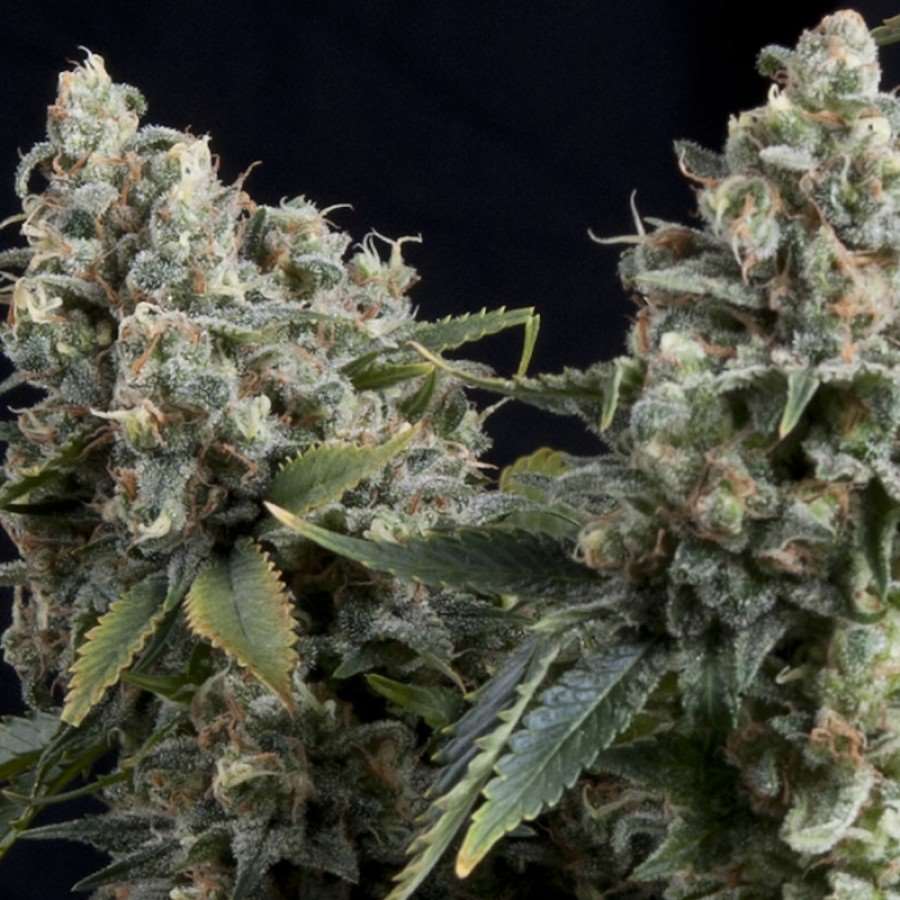Pyramid Seeds Tutankhamon Auto feminizovaná semena