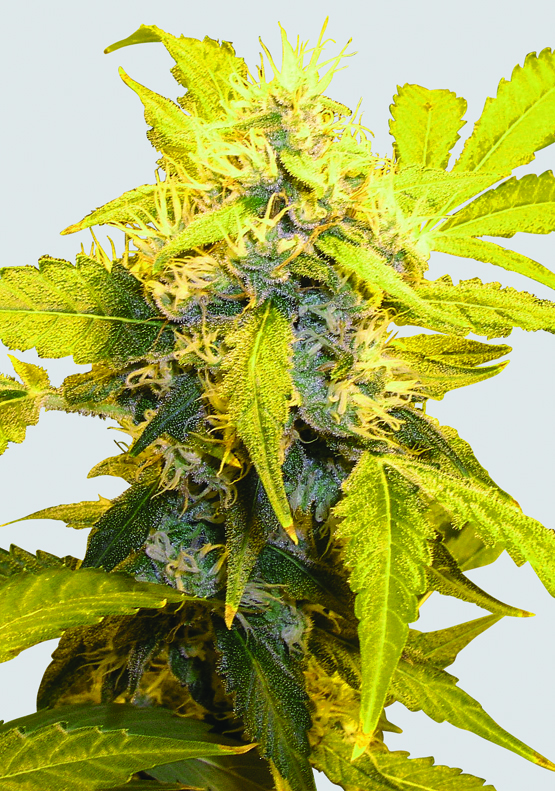 Nirvana Seeds Misty Kush regulérní semena