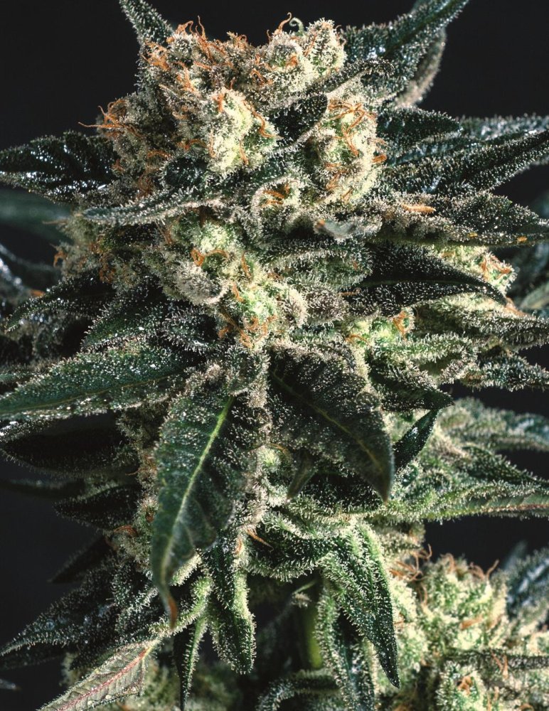 Super CBDx AK 47 x SCBDX feminizovaná semena