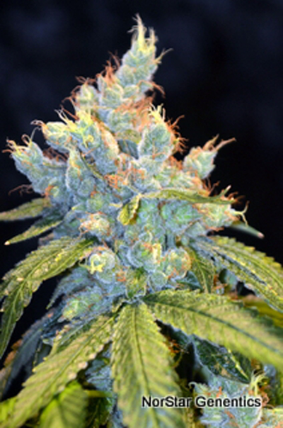 Norstar Genetics Frisco OG regulérní semena