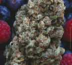 Mandala Seeds Hashberry regulérní semena
