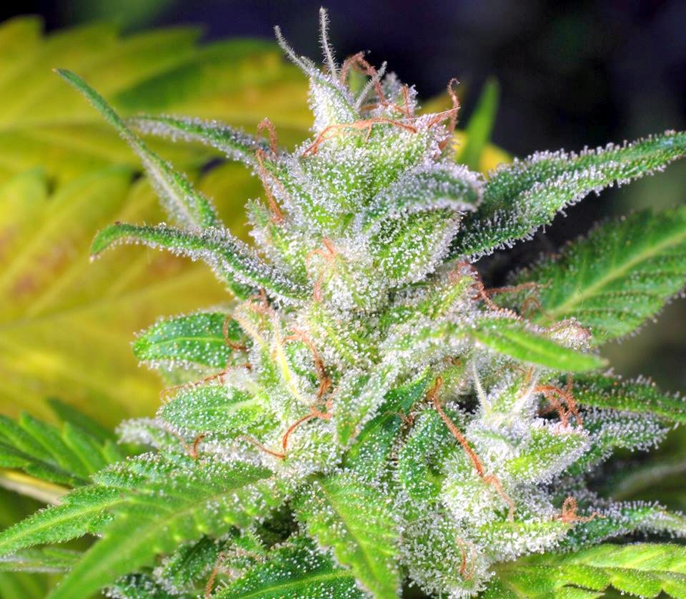 Kaliman Seeds Blueberry Express feminizovaná semena