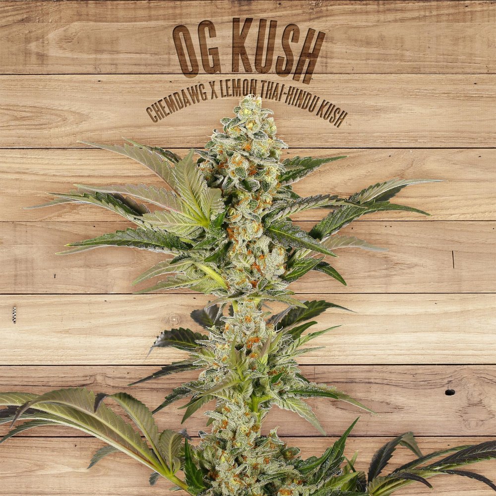 The Plant Organic Seeds OG Kush feminizovaná semena