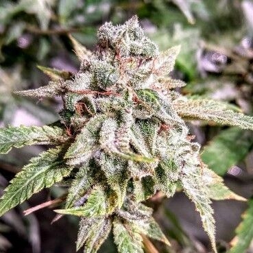 Holy Smoke Seeds Mandarin Cookie Sherbet feminizovaná semena