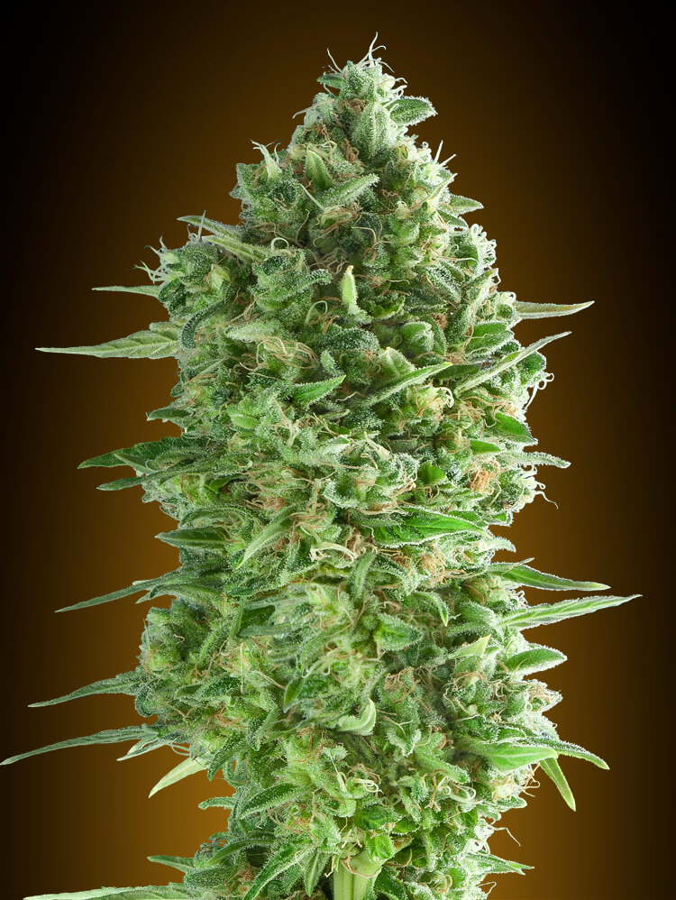 00 Seeds Do-Si-Dos Cookies feminizovaná semena