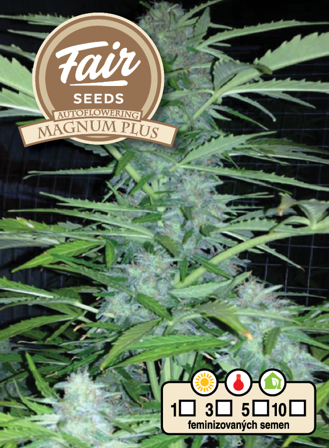 Fair Seeds Auto Magnum Plus samonakvétací feminizovaná semena