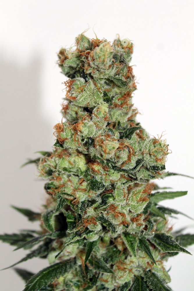 Ripper Seeds Ripper Badazz feminizovaná semena
