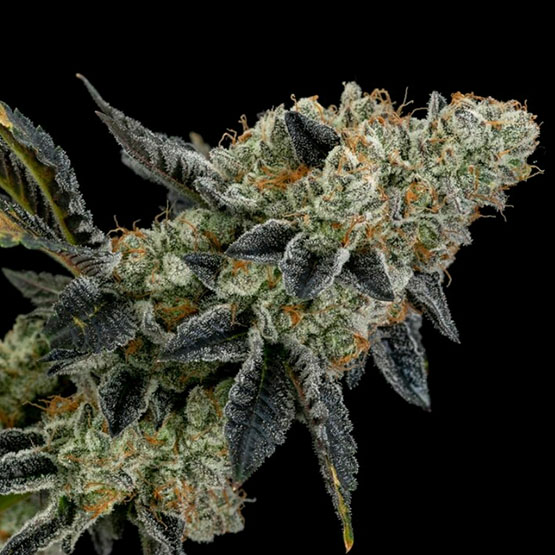 Ethos Genetics End Game Rbx EC4 line feminizovaná semena
