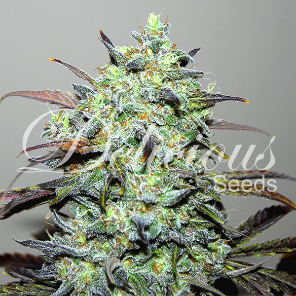 Delicious Seeds Eleven Roses feminizovaná semena