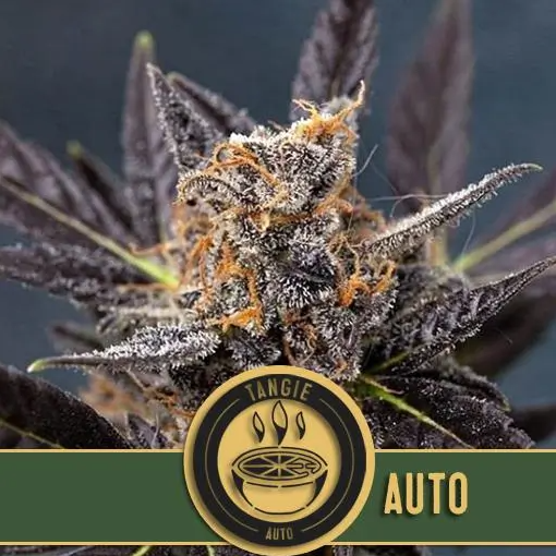 Blimburn Seeds Tangie Auto samonakvétací semena, 9 ks