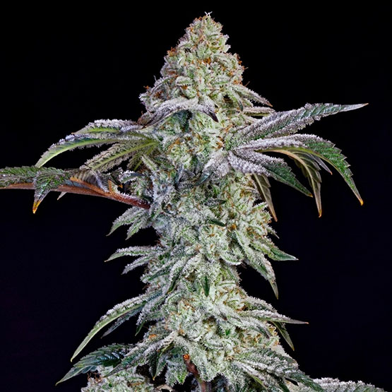 Ethos Genetics Grandpas Cookies nr.6 S1 feminizovaná semena