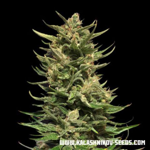 Kalashnikov Seeds Kuban Doctor CBD feminizovaná semena