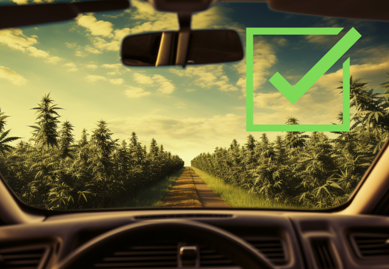 CBD while driving: reasons for