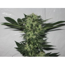 Cali Connection 818 Headband feminizovaná semena
