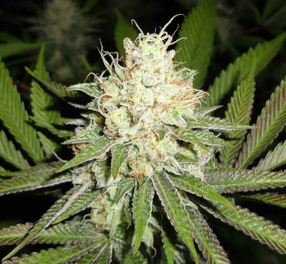Emerald Triangle Cherry OG feminizovaná semena