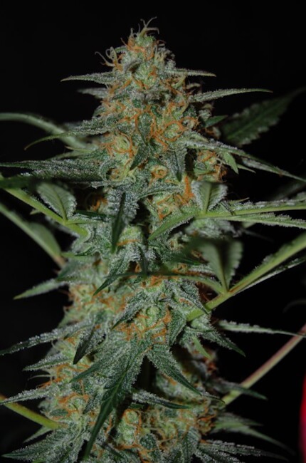 Mephisto Genetics Toofless Alien Auto feminizovaná semena
