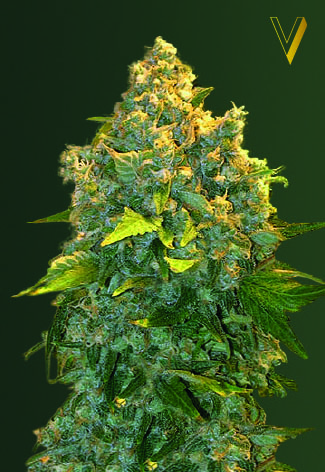 Victory Seeds Chronic Monster XXL Auto feminizovaná semena