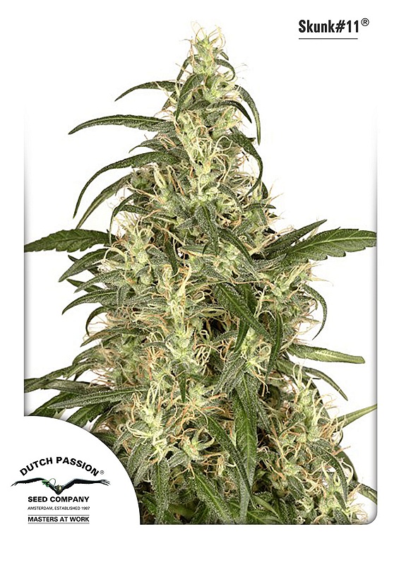 Dutch Passion Skunk #11 feminizovaná semena