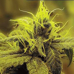 Sagarmatha Seeds A-1 Haze feminizovaná semena