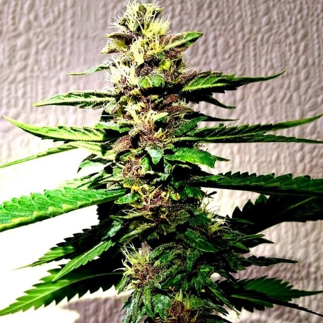 Holy Smoke Seeds Strawberry Diesel Dojo regulérní semena
