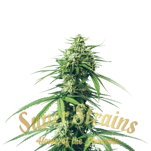 Super Strains Saga CBD feminizovaná semena