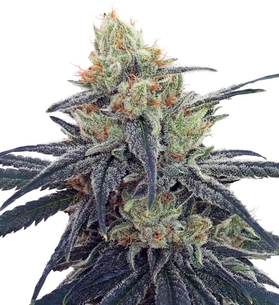 Ace Seeds CBD #1 feminizovaná semena