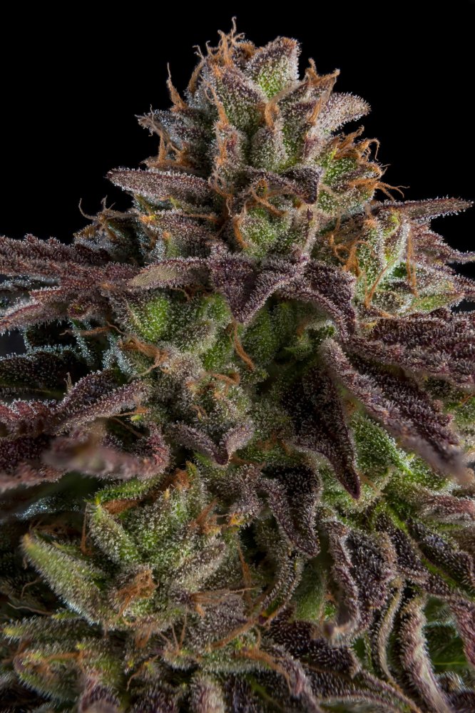 Ripper Seeds KmintZ feminizovaná semena
