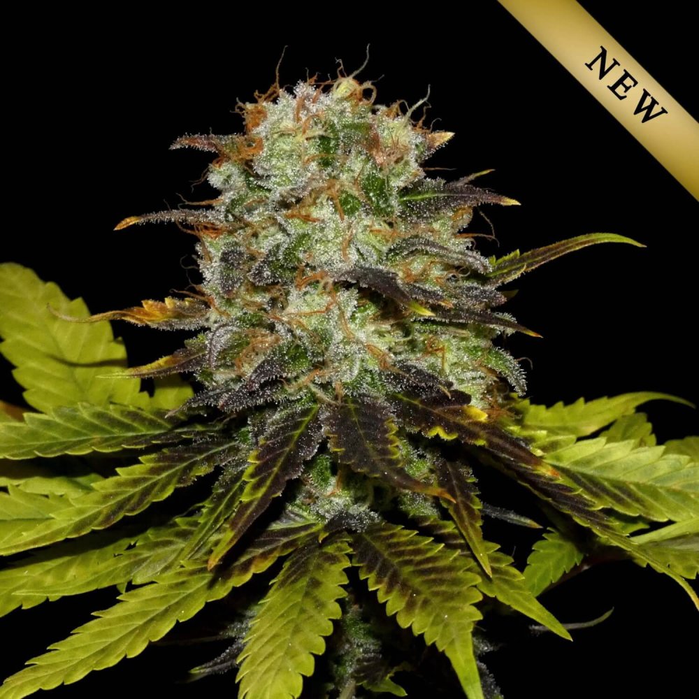 Khalifa Genetics Persian Prince feminizovaná semena