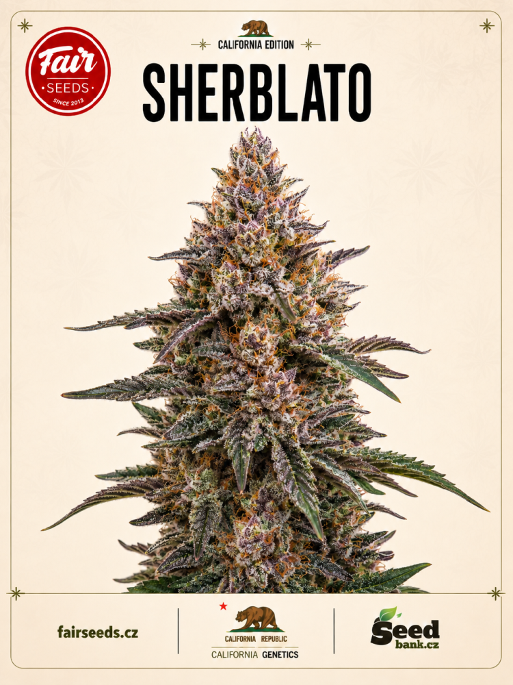 Fair Seeds Sherblato feminizovaná semena