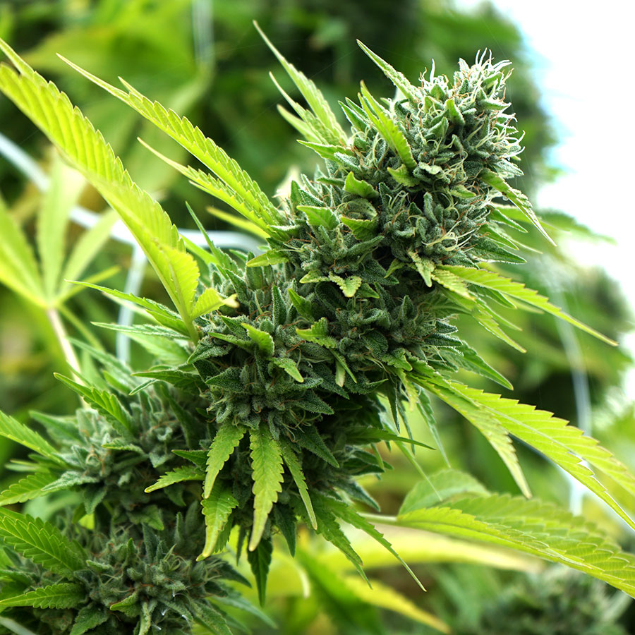 Humboldt Seeds Banana Sapphire feminizovaná semena