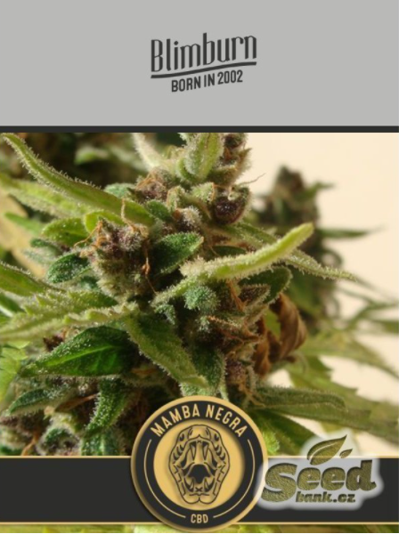BlimBurn Seeds Black Mamba Auto CBD samonakvétací semena