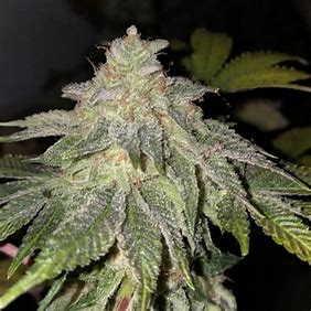 T.H. Seeds Froot Loops regulérní semena